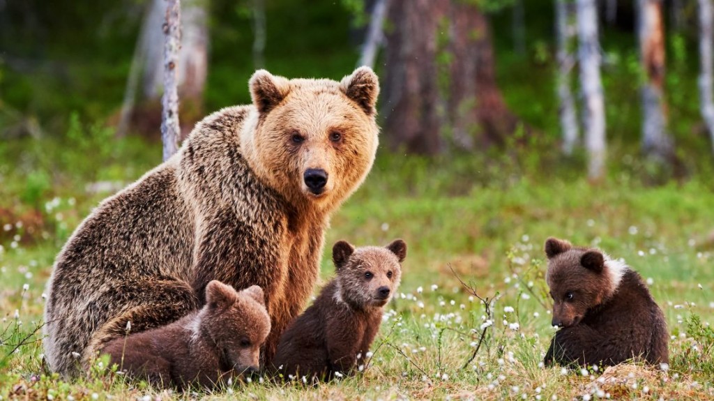 Bears-iStock-LuCaAr-1140x641